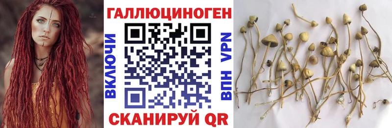KRAKEN ссылки Мыски Псилоцибиновые грибы мицелий